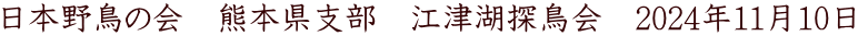 日本野鳥の会　熊本県支部　江津湖探鳥会　2024年11月10日