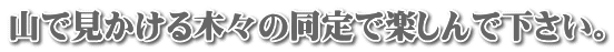 山で見かける木々の同定で楽しんで下さい。